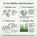 Ludwigia Sp. Mini Super Red İn Vitro Akvaryum Bitkisi