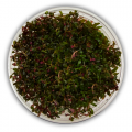Rotala Vietnam H'ra Red İn Vitro Akvaryum Bitkisi