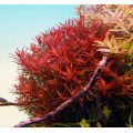 Rotala Vietnam H'ra Red İn Vitro Akvaryum Bitkisi