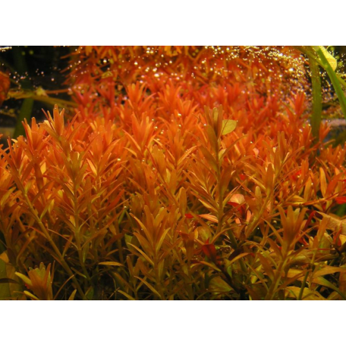 Rotala Rotundifolia İn Vitro Akvaryum Bitkisi