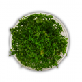 Rotala Rotundifolia İn Vitro Akvaryum Bitkisi