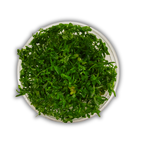 Rotala Rotundifolia İn Vitro Akvaryum Bitkisi